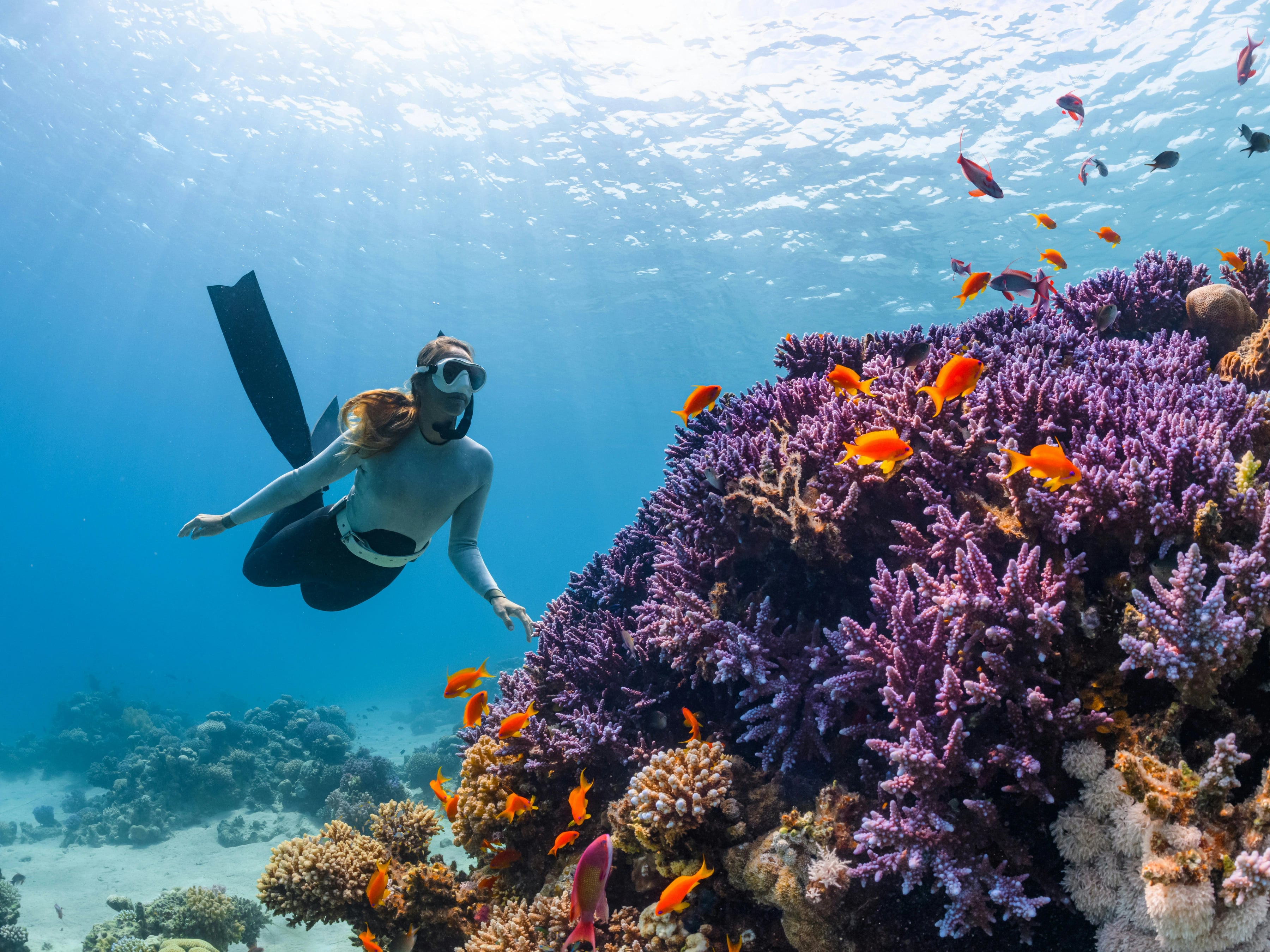 Diver exploring a coral reef